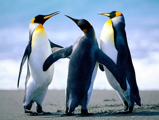 Pengpengdaren: An Engaging Online Entertainment Platform Pengpengdaren: An Engaging Online Entertainment Platform