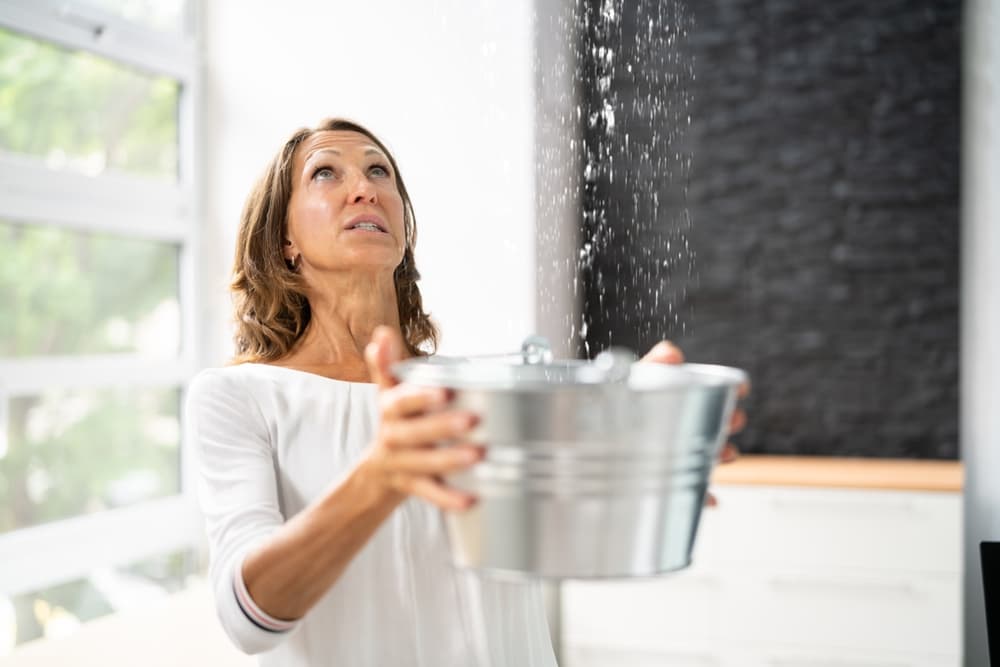 The Complete Guide to Mold Management in Your Home The Complete Guide to Mold Management in Your Home